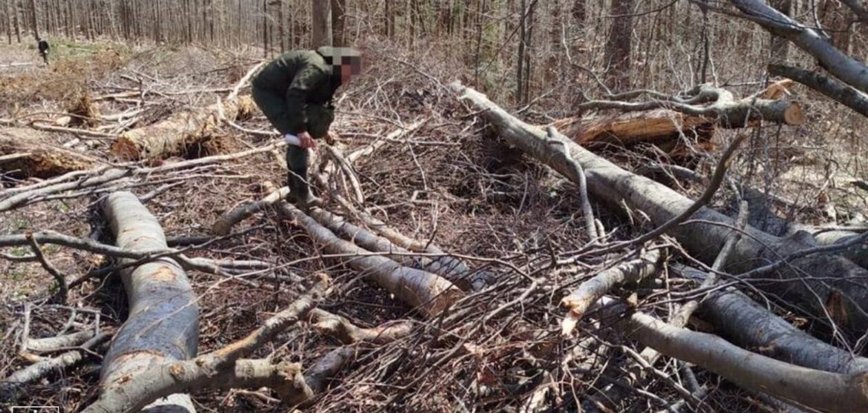 На Закарпатті вирубали праліси для дороги