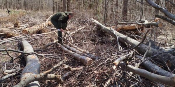 На Закарпатті вирубали праліси для дороги