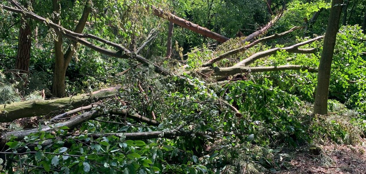 Буревій знищив понад 700 га лісу на Рівненщині