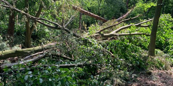 Буревій знищив понад 700 га лісу на Рівненщині