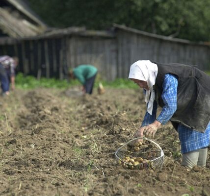 Лукашенко допрацювався до картопляної кризи у Білорусі - ЗМІ