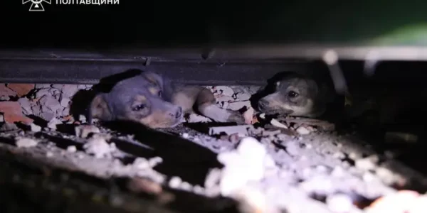 Атака на Полтавщину: рятувальники дістали з-під завалів песиків (фото, відео)