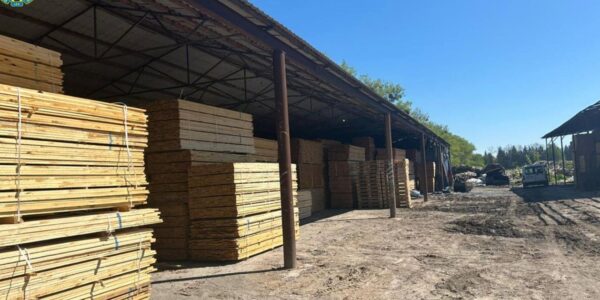 На Житомирщині судитимуть посадовців за розкрадання лісу