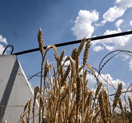 Аграрії завершили збір пшениці в Україні