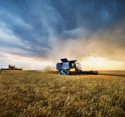Українські аграрії обмолотили 65% зернових площ