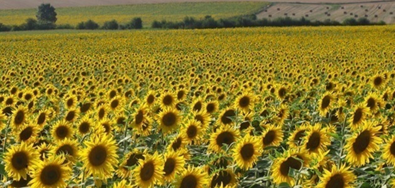 Переробка соняшнику в Україні знизилась до трирічного мінімуму