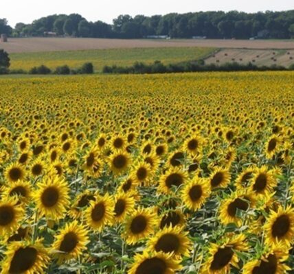 Переробка соняшнику в Україні знизилась до трирічного мінімуму