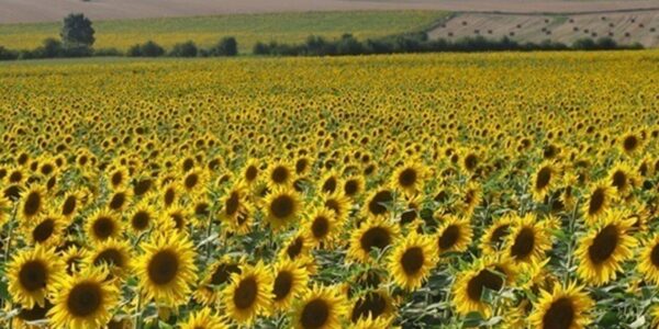 Переробка соняшнику в Україні знизилась до трирічного мінімуму