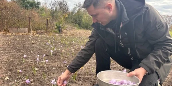 На Черкащині переселенець вирощує найдорожчу в світі спецію