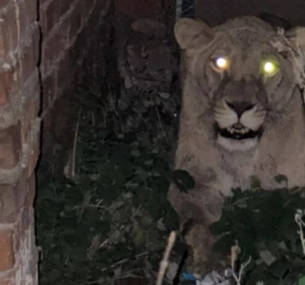 Правоохоронці показали, як ловили левицю-утікачку у Хмельницькому