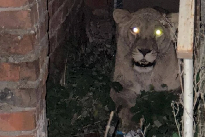 Правоохоронці показали, як ловили левицю-утікачку у Хмельницькому