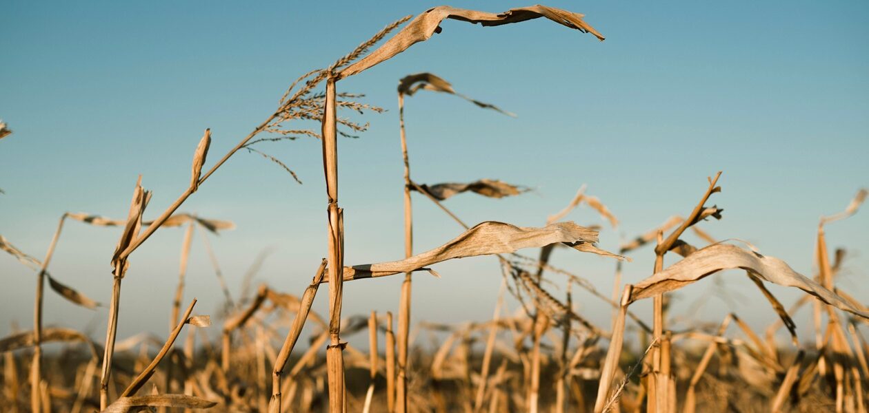 В Україні намолотили 43,6 млн тонн зерна