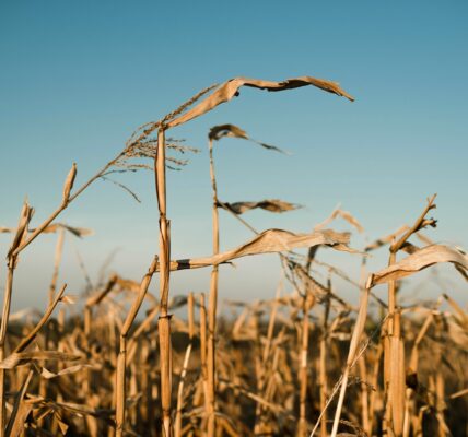 В Україні намолотили 43,6 млн тонн зерна