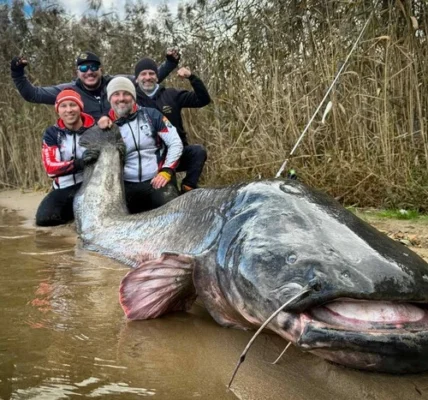 Польські рибалки зловили рекордного сома