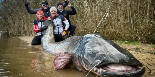 Польські рибалки зловили рекордного сома