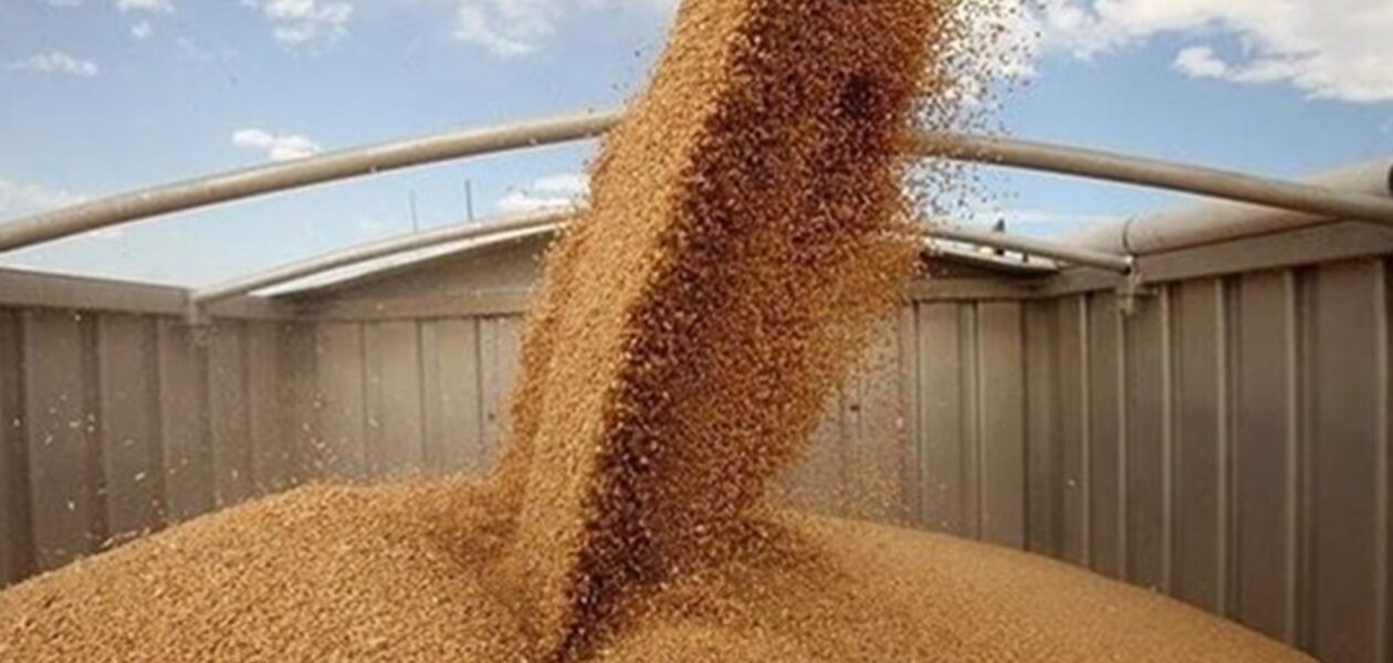 В Україні зібрали майже 51 мільйон тонн зерна