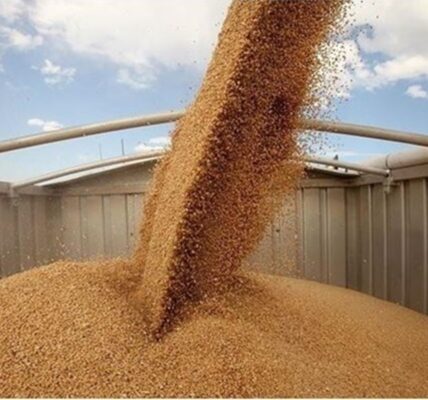 В Україні зібрали майже 51 мільйон тонн зерна