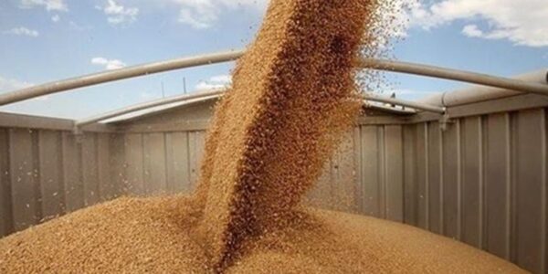 В Україні зібрали майже 51 мільйон тонн зерна