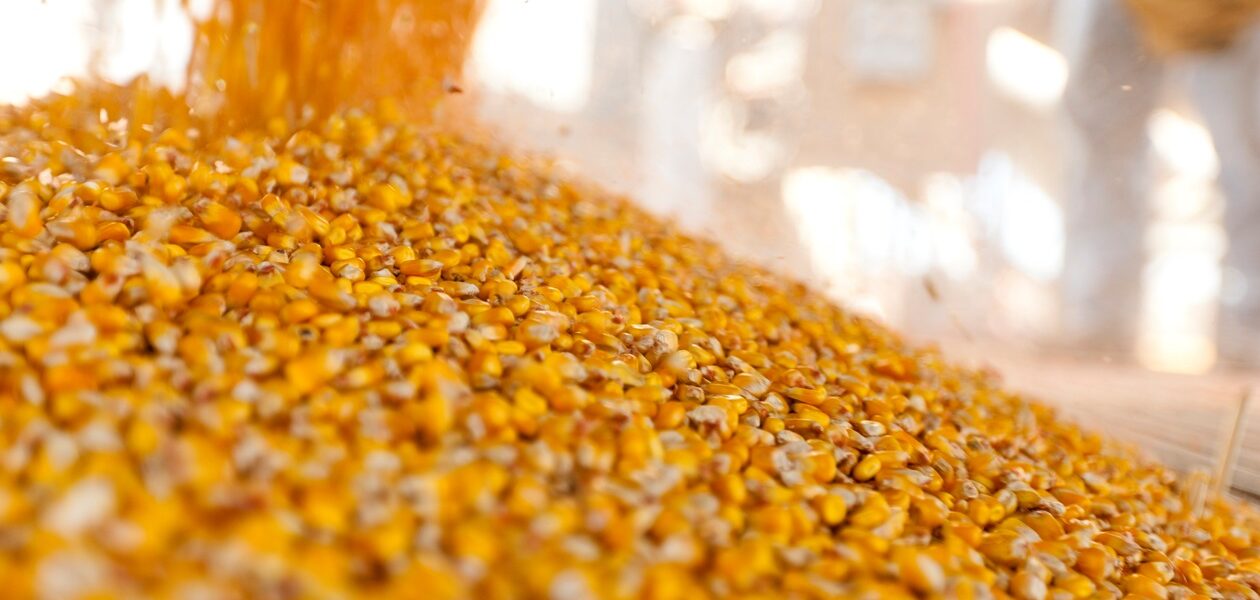 Україна завершує жнива: результати за 2025 рік та прогнози на 2026-й