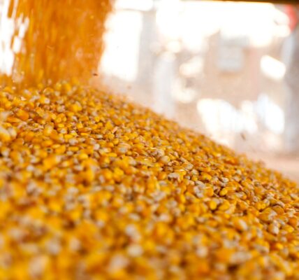 Україна завершує жнива: результати за 2025 рік та прогнози на 2026-й