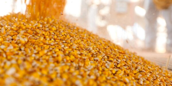 Україна завершує жнива: результати за 2025 рік та прогнози на 2026-й