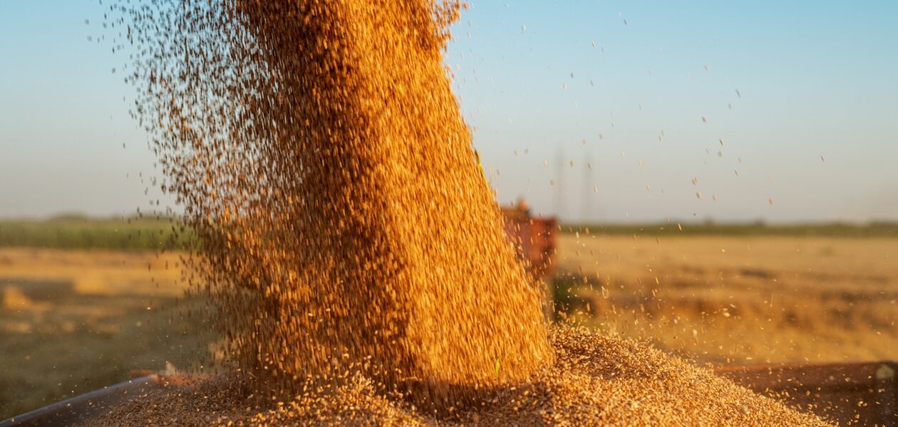 Молдова скасує обмеження на імпорт зерна з України