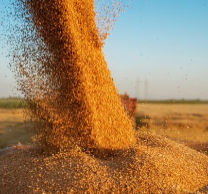 Молдова скасує обмеження на імпорт зерна з України
