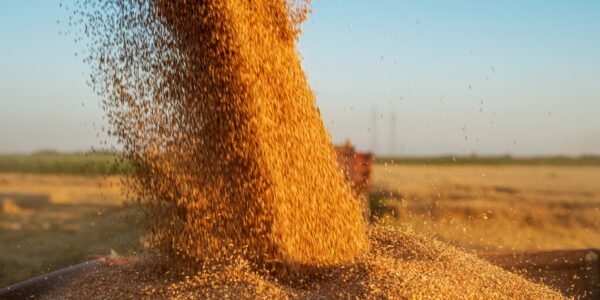 Молдова скасує обмеження на імпорт зерна з України