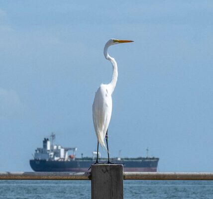 Індія закупила два мільйони барелів венесуельської нафти - ЗМІ