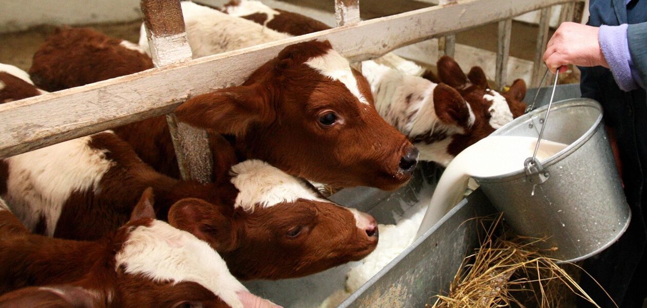 Фермери РФ втратили 1,5 млрд рублів через масове знищення худоби