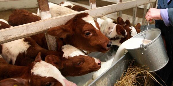 Фермери РФ втратили 1,5 млрд рублів через масове знищення худоби