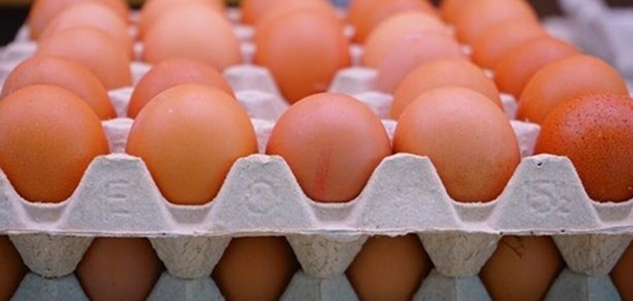 Експорт українських яєць досяг 5-річного максимуму