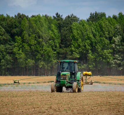 Українські аграрії засіяли 97% площ зернових