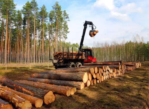 50 мільйонів доларів на місяць і кримінальні справи: як Болоховець, Зубович та Кучер опинилися в історії «Лісів України»