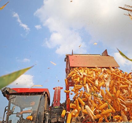Україна наростила експорт кукурудзи