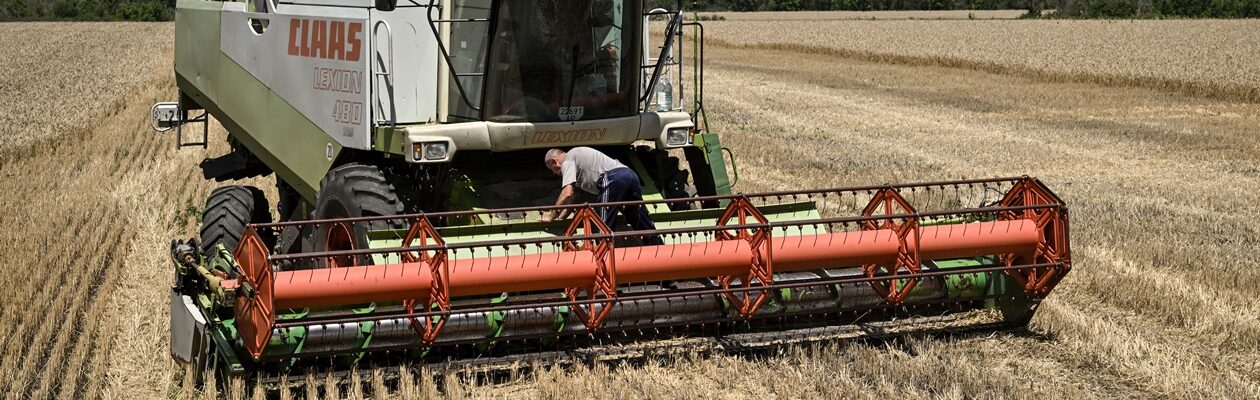 Україна намолотила 33 млн тонн зерна: які культури вже зібрали